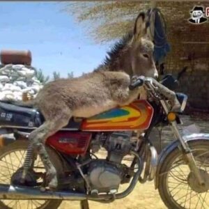 bike with donkey